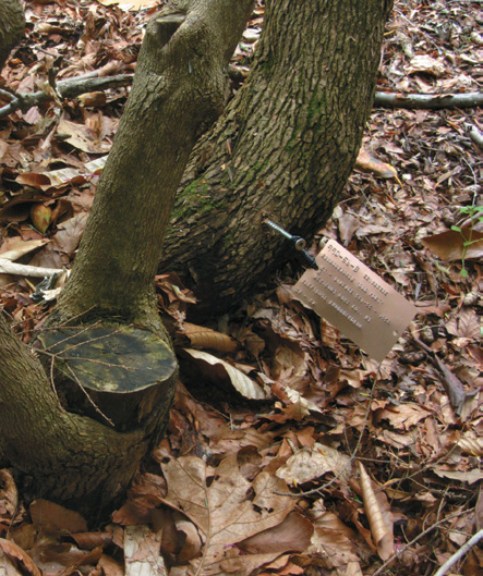 A color photo of a metal tag screwed to the base of a trunk.
