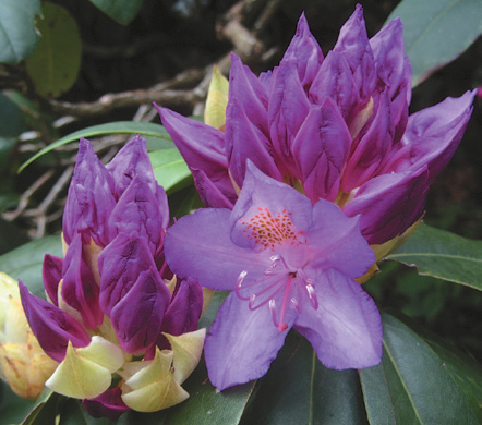 A color photo of rhododendron flowers.