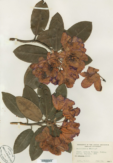 A color photo of dried rhododendron flowers.