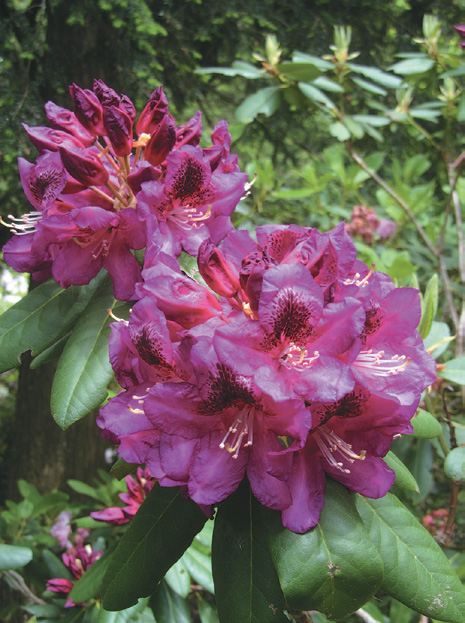 A color photo of rhododendron flowers.
