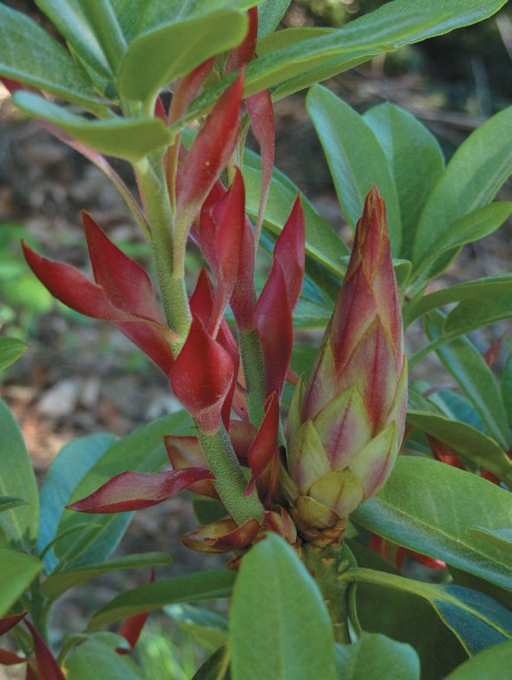 A color photo of a rhododendron specimen.