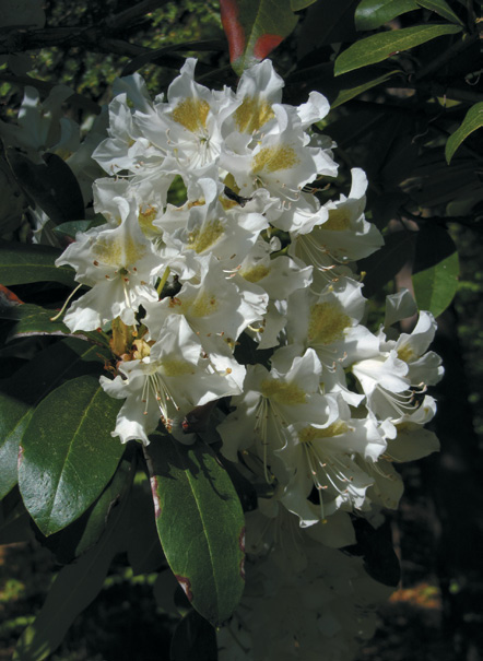 A color photo of rhododendron flowers.