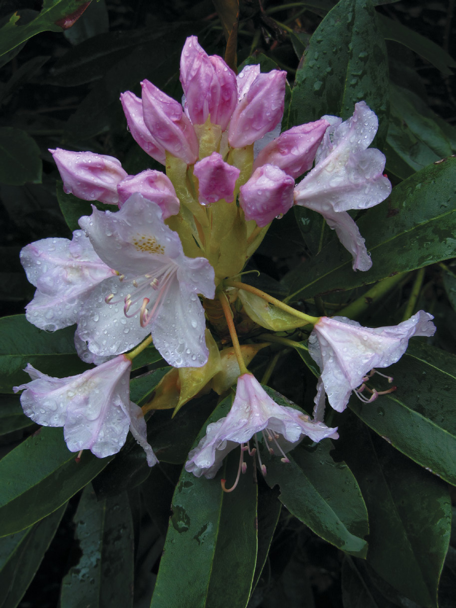 A color photo of a rhododendron flower.
