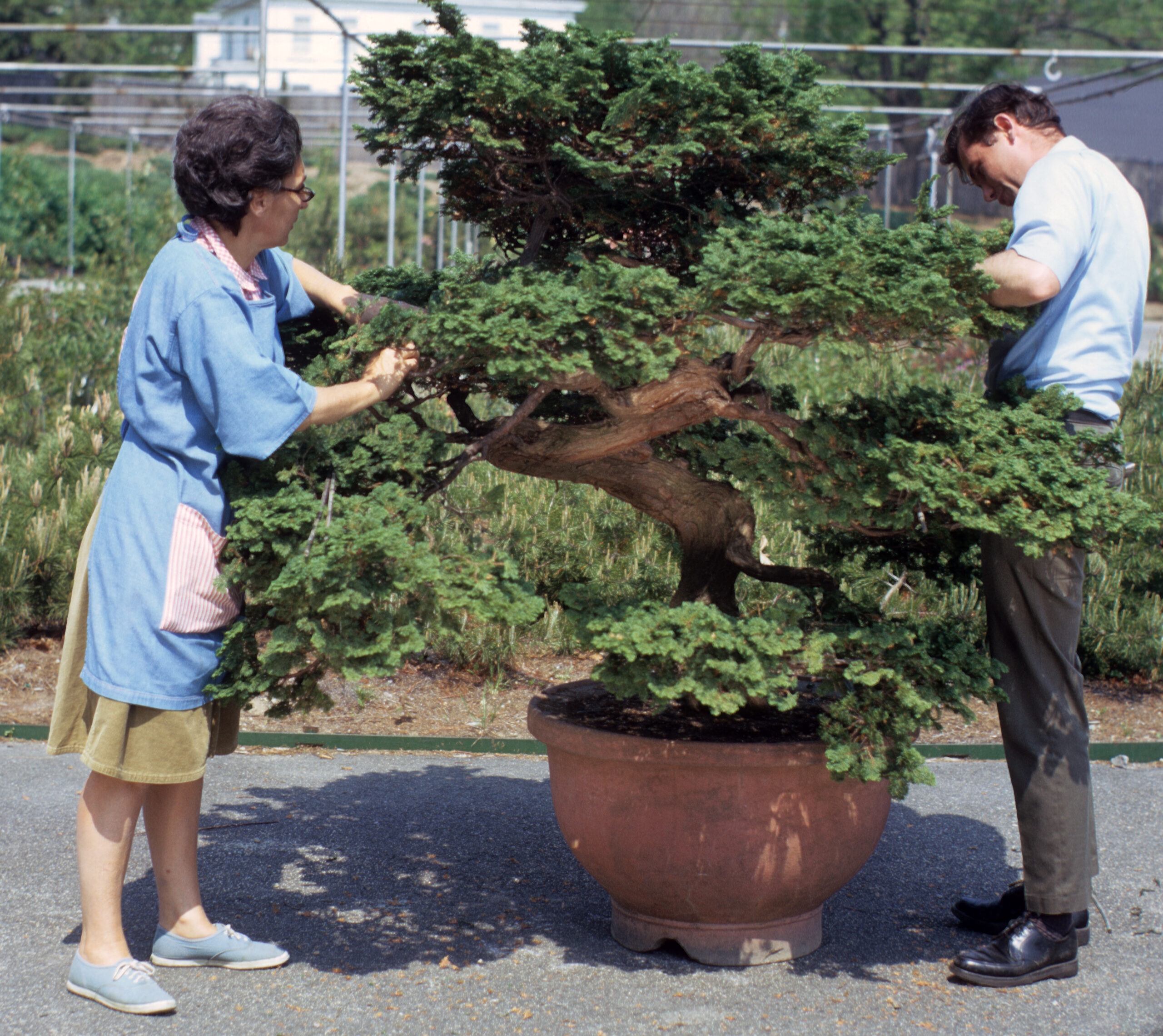 Constance Derderian pruning a large bonsai, ca. 1975.