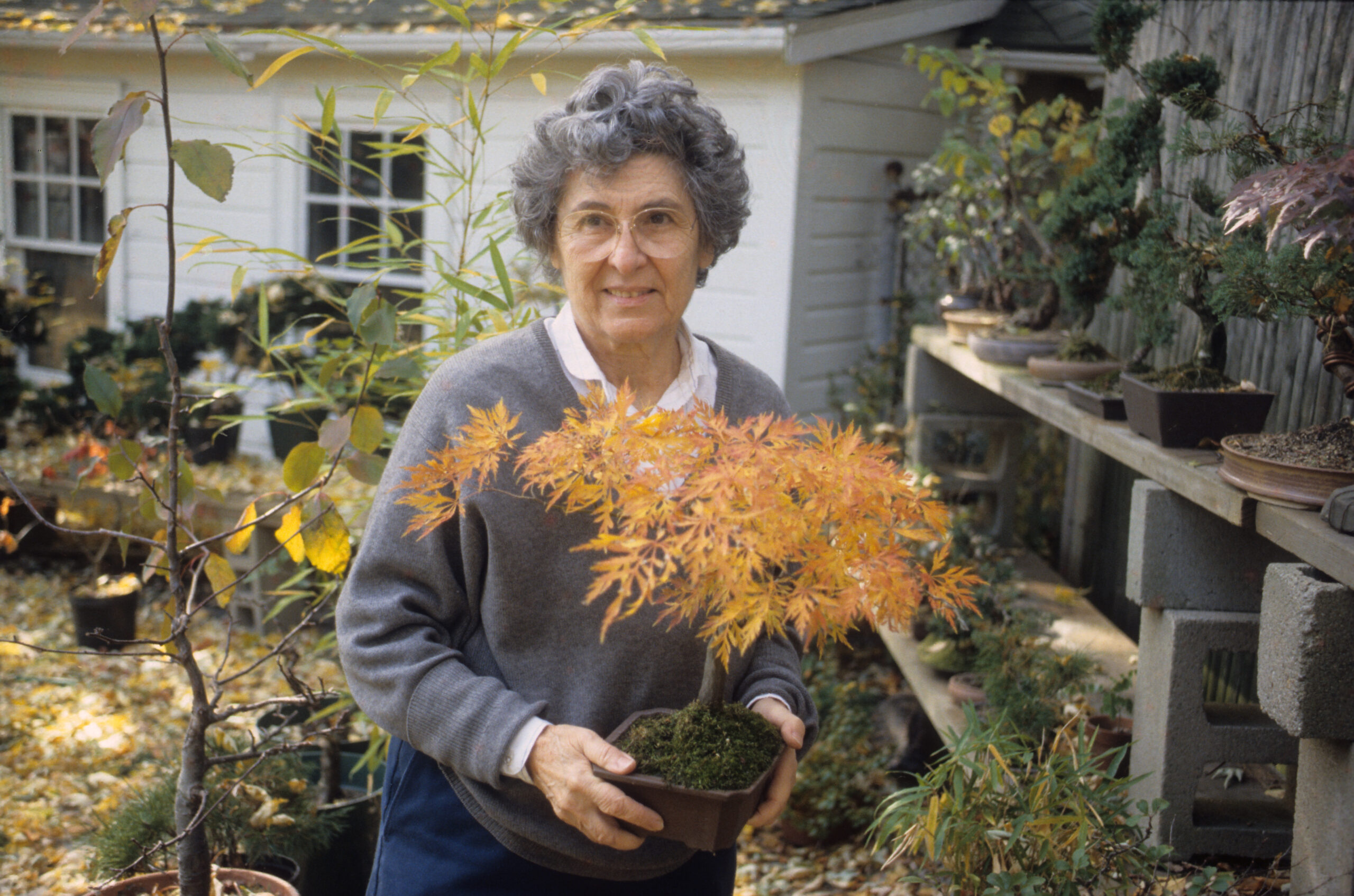 Constance Derderian holding a maple bonsai, ca. 1980.