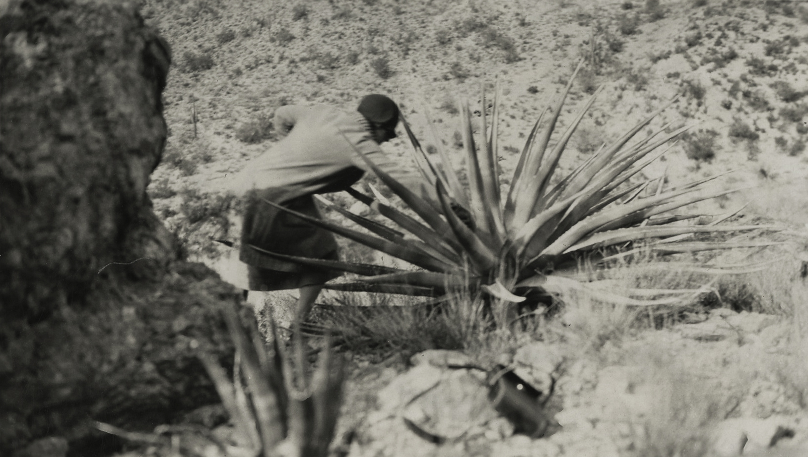 Susan Delano McKelvey leans over a large Agave palmeri in the American southwest, ca. 1929.
