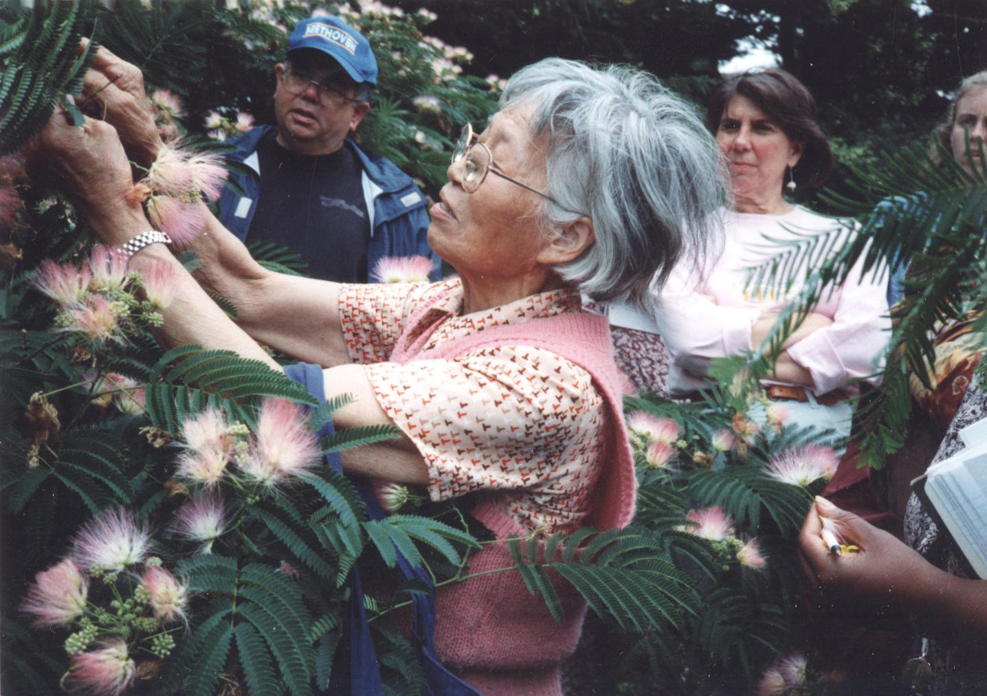Dr. Shiu-ying Hu examines a silk tree (Albizia julibrissin) during a field class.