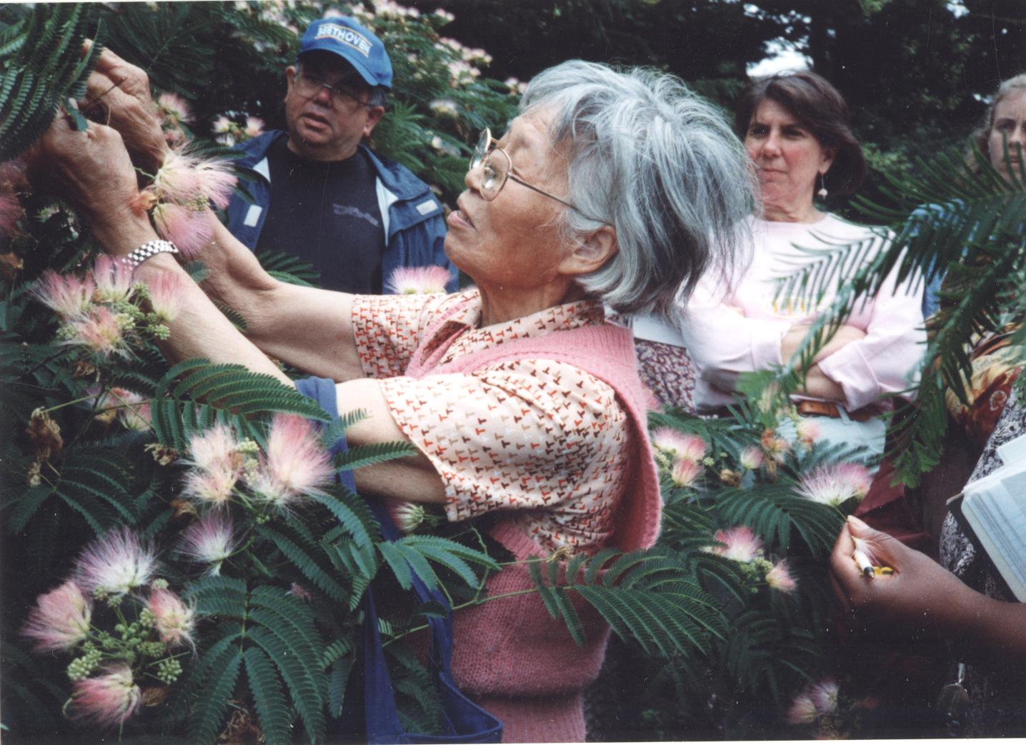 Dr. Shiu-ying Hu examines a silk tree (Albizia julibrissin) during a field class.