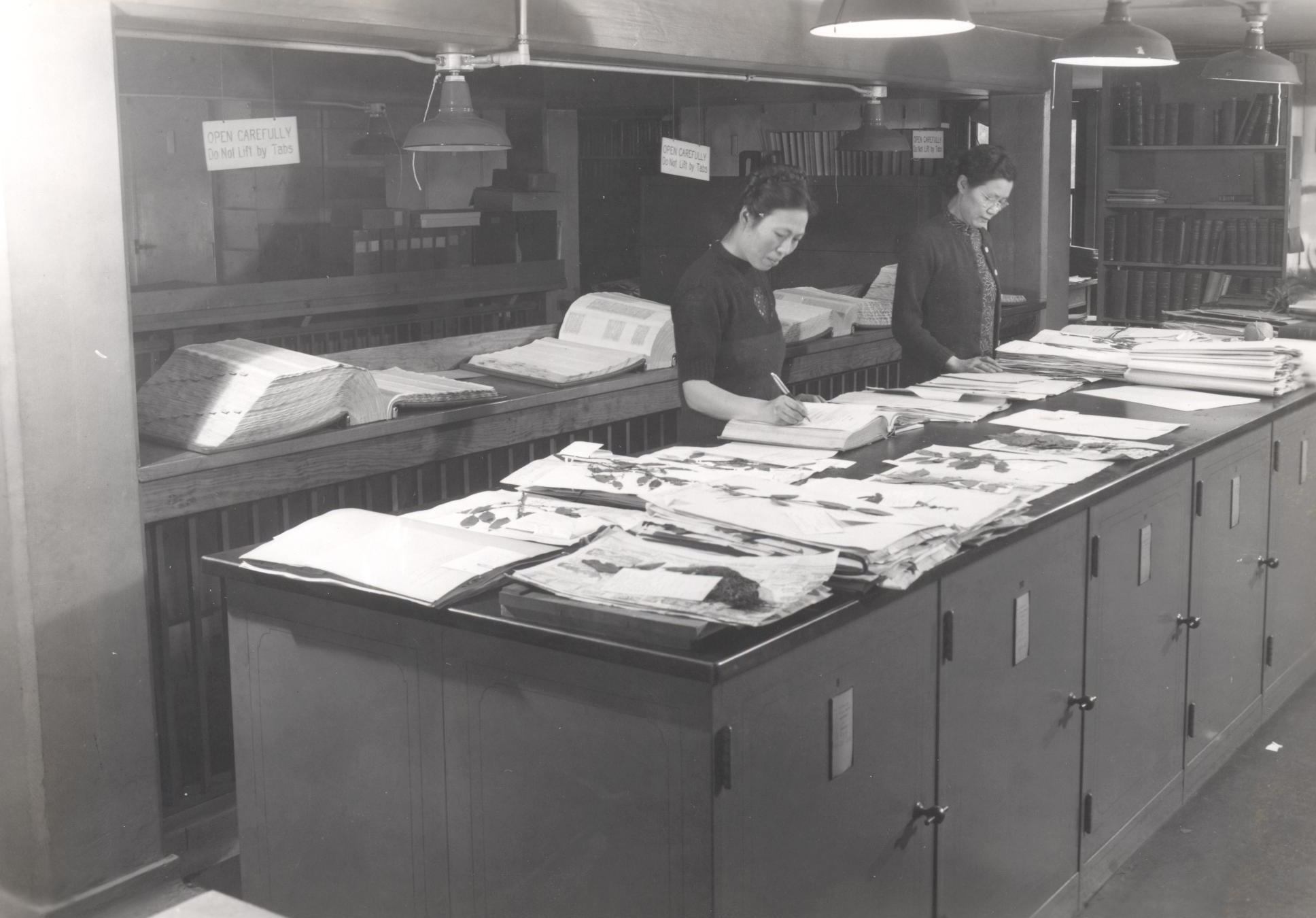 Dr. Shiu-Ying Hu (left) and colleague Mary Tai (right) examining specimens in the Arnold Arboretum Herbarium, ca. 1950.