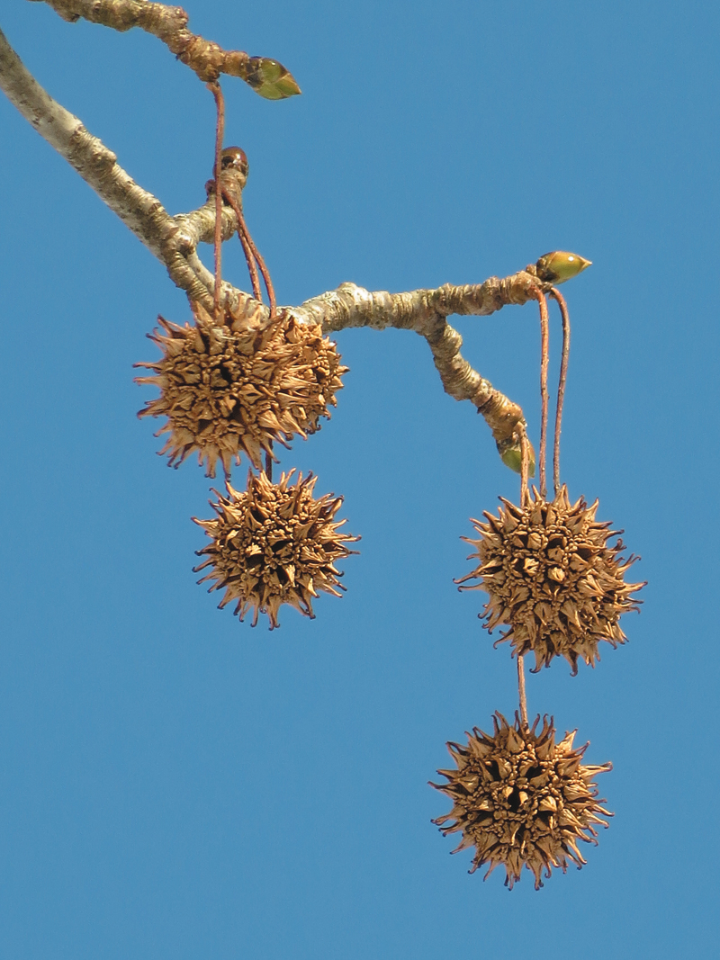 Fruits of sweeetgum hanging on winter branch