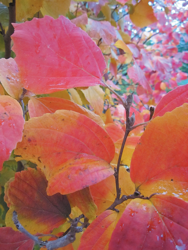 Red fall color of fothergilla