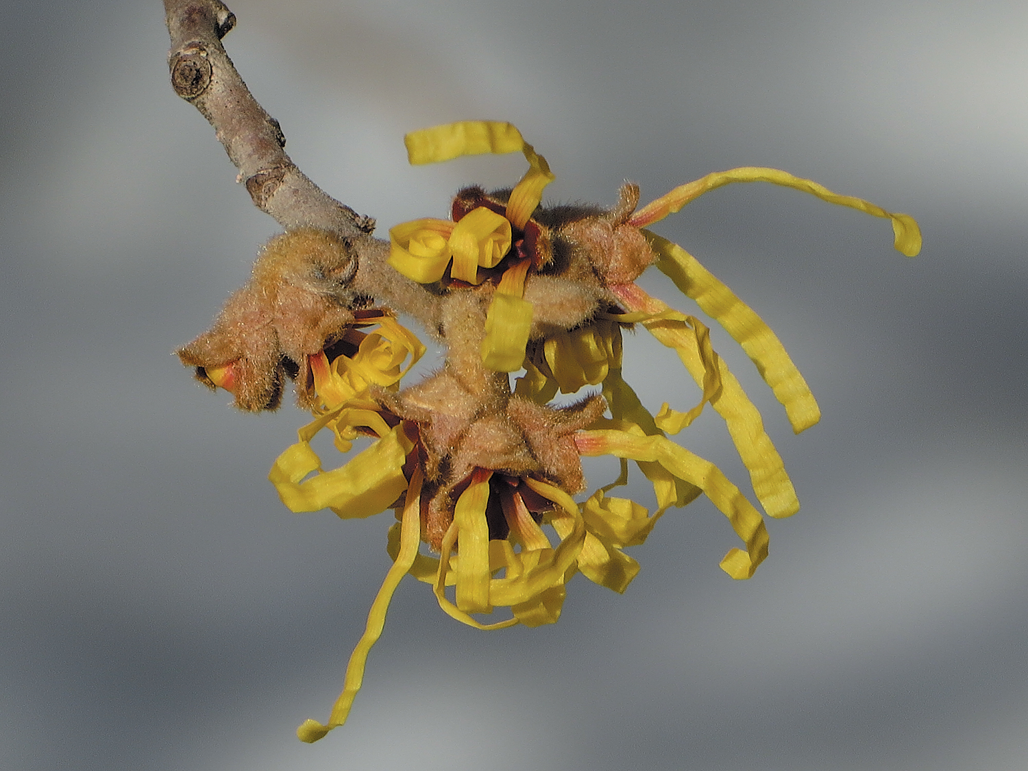 Witch-hazel flowers