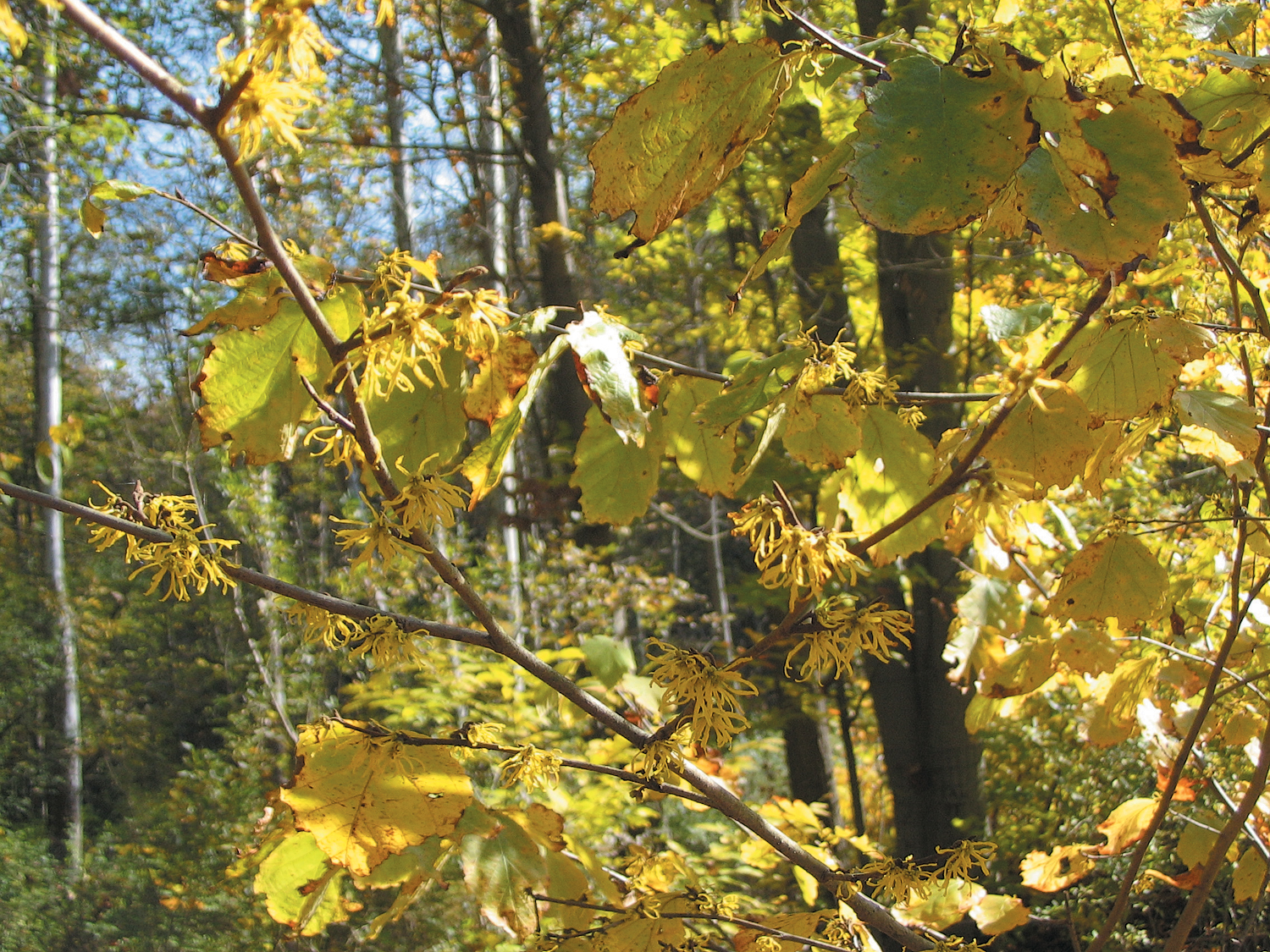 Yellow leaves and flowers of witch hazel