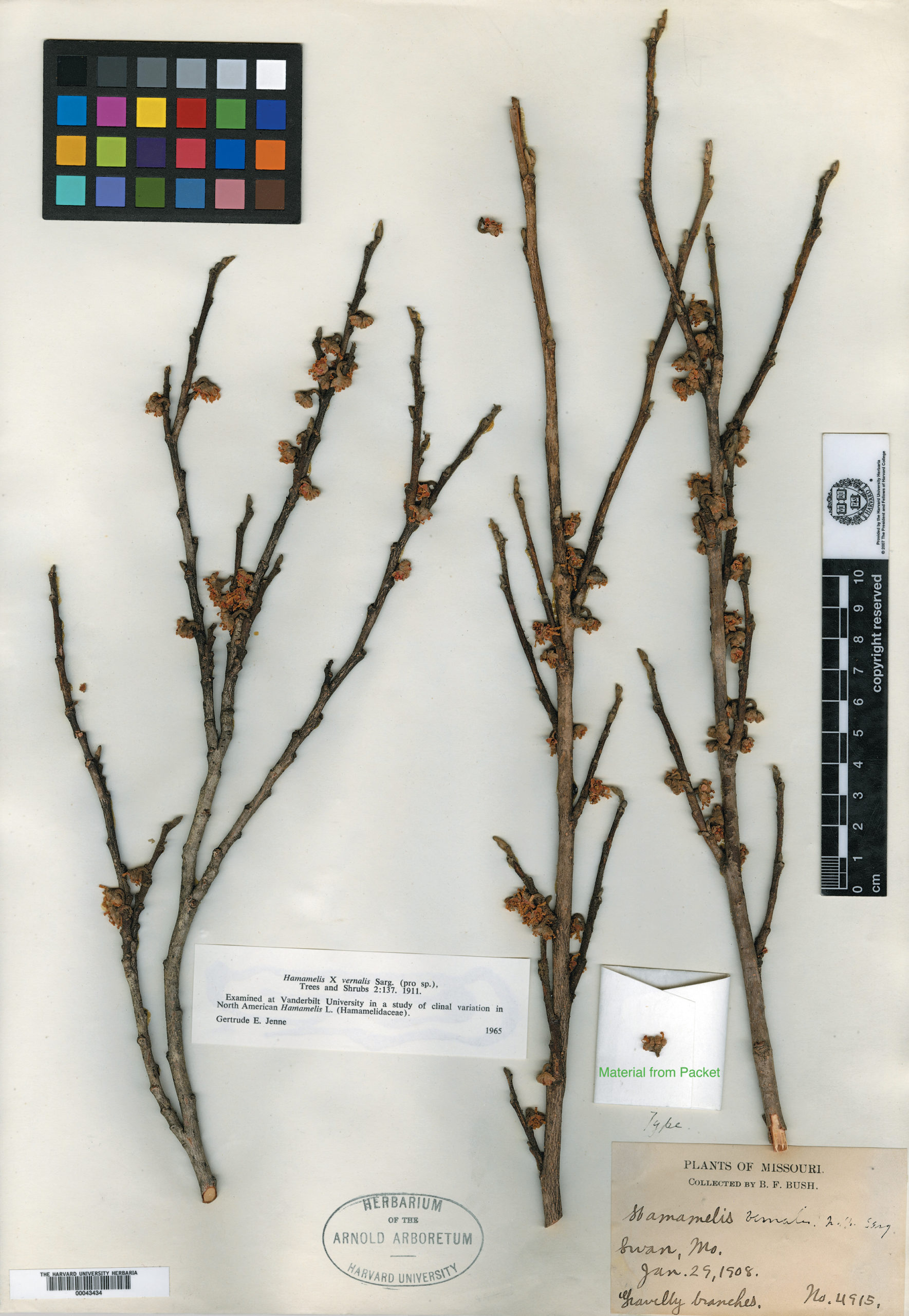 Herbarium specimen with flowers