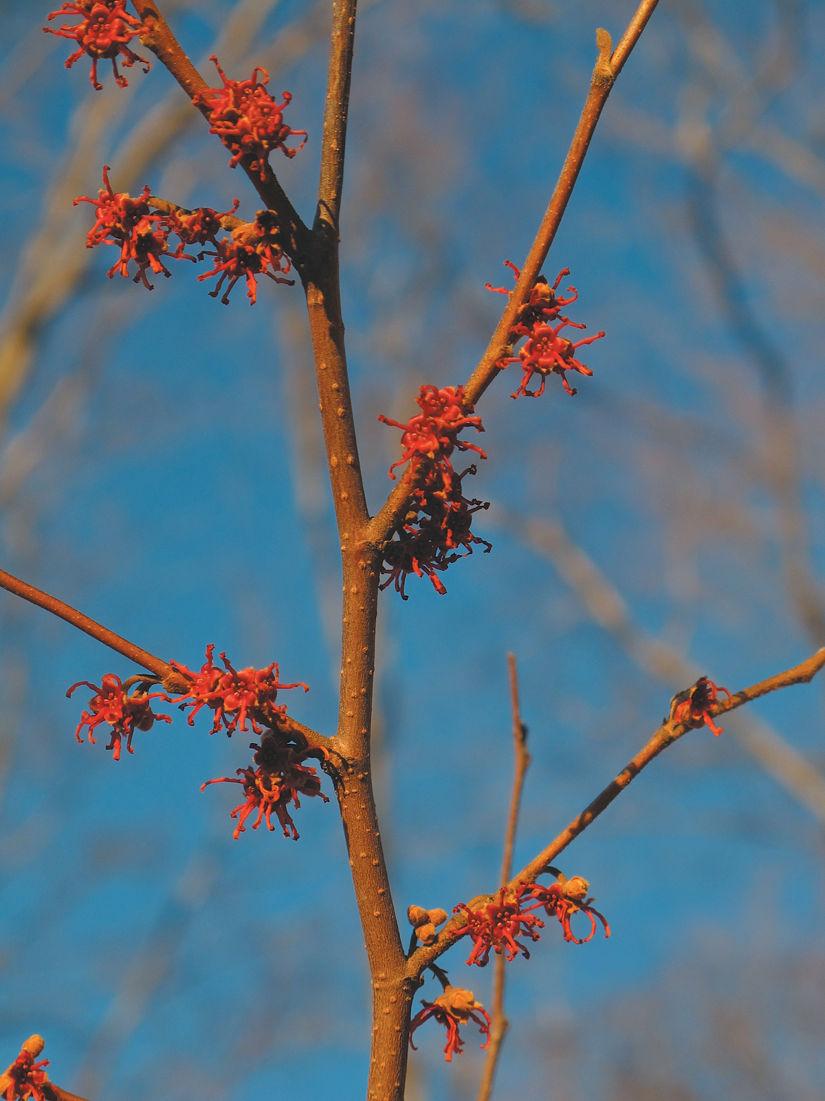 Red flowers of witch-hazel