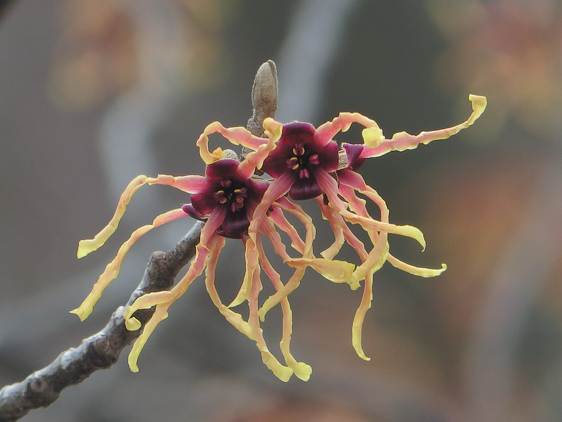 Witch-hazel flowers with yellow-tipped petals, which fade red towards the center