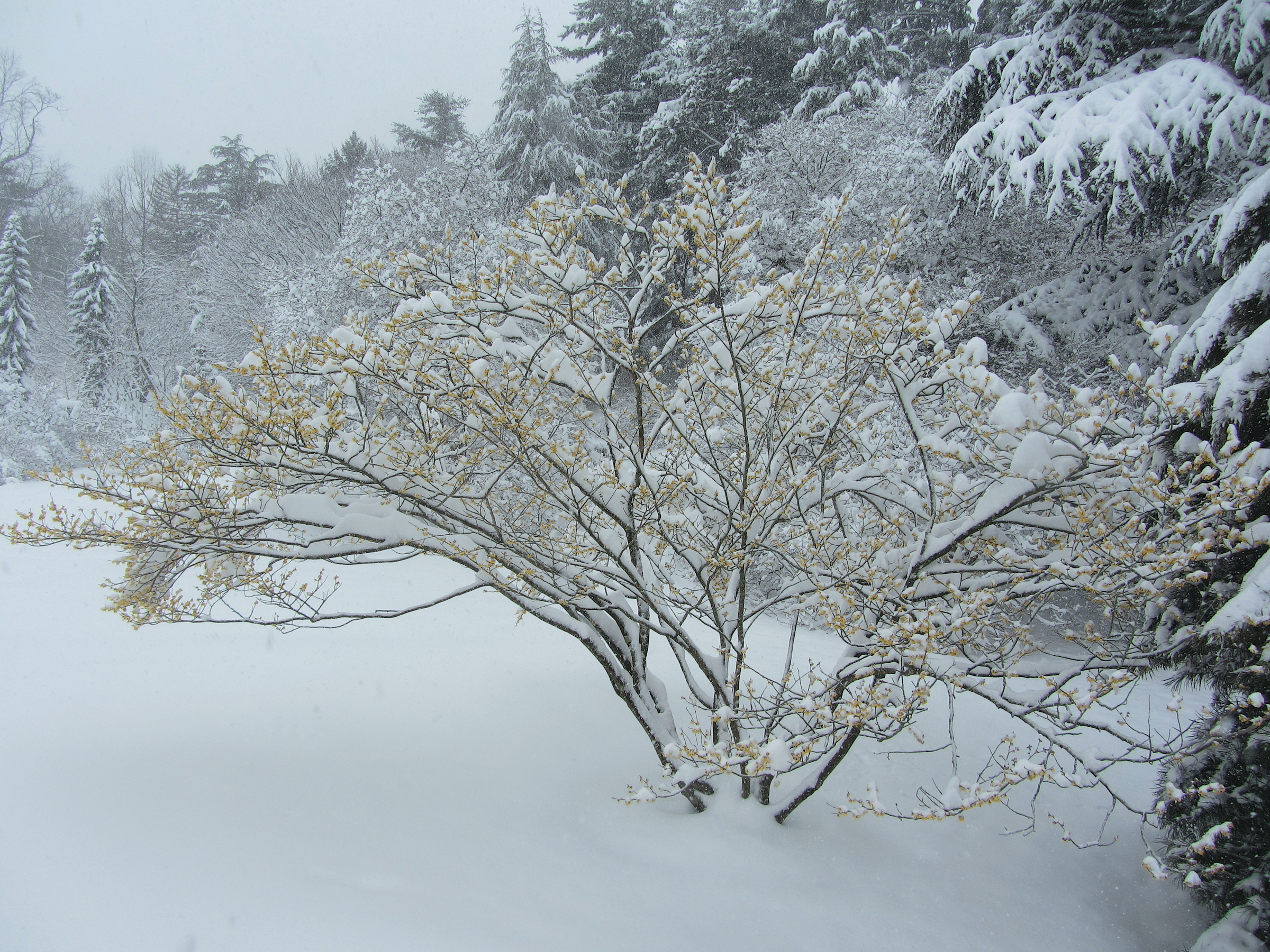 Witch-hazel with yellow flowers standing with thick snow cover on branches and surrounding landscape