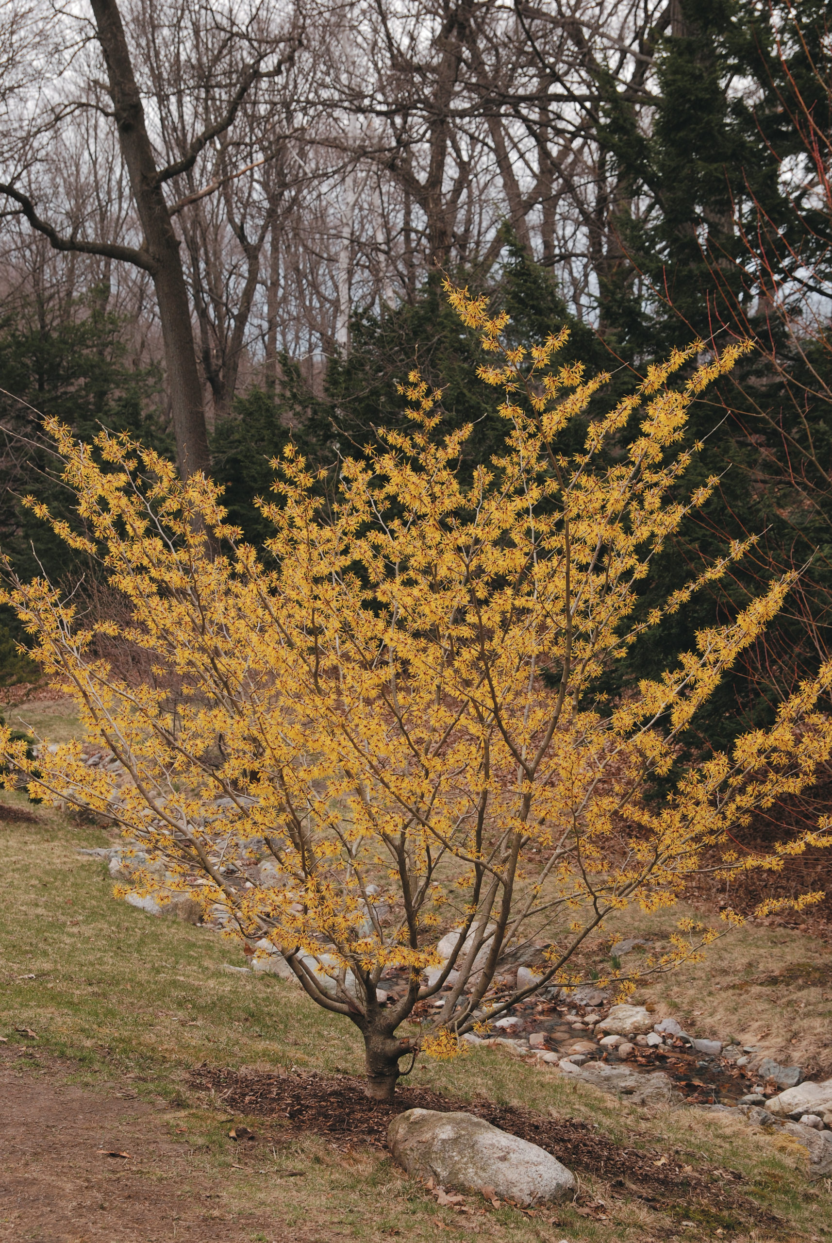 Witch-hazel shrub with prolific yellow flowers