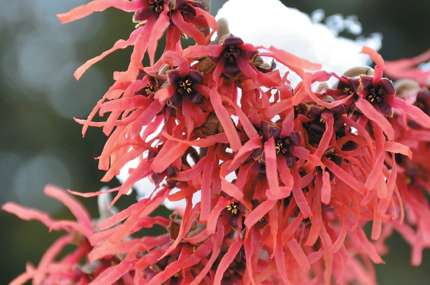 Red flowers of witch-hazel