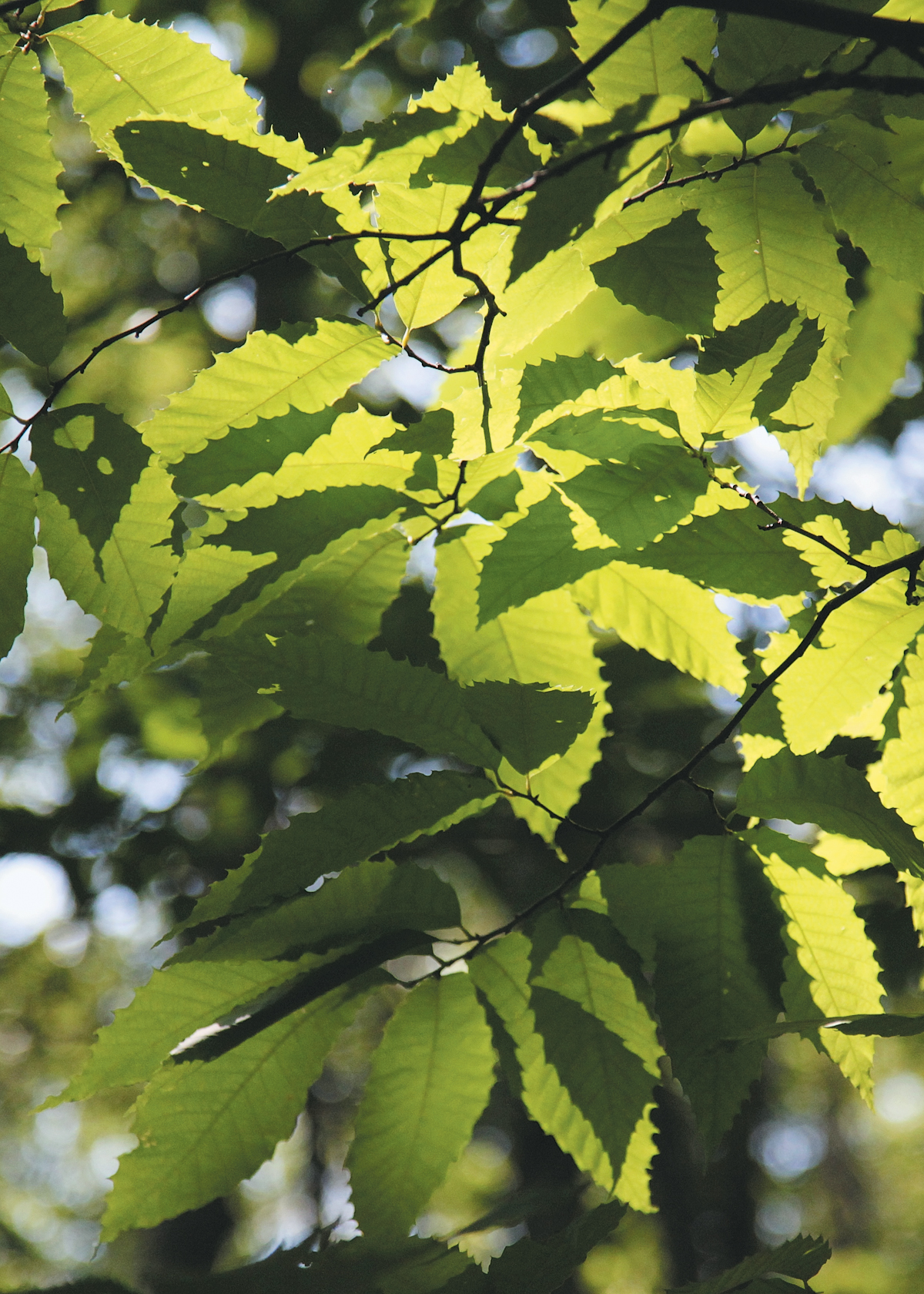 Illuminated chestnut leaves