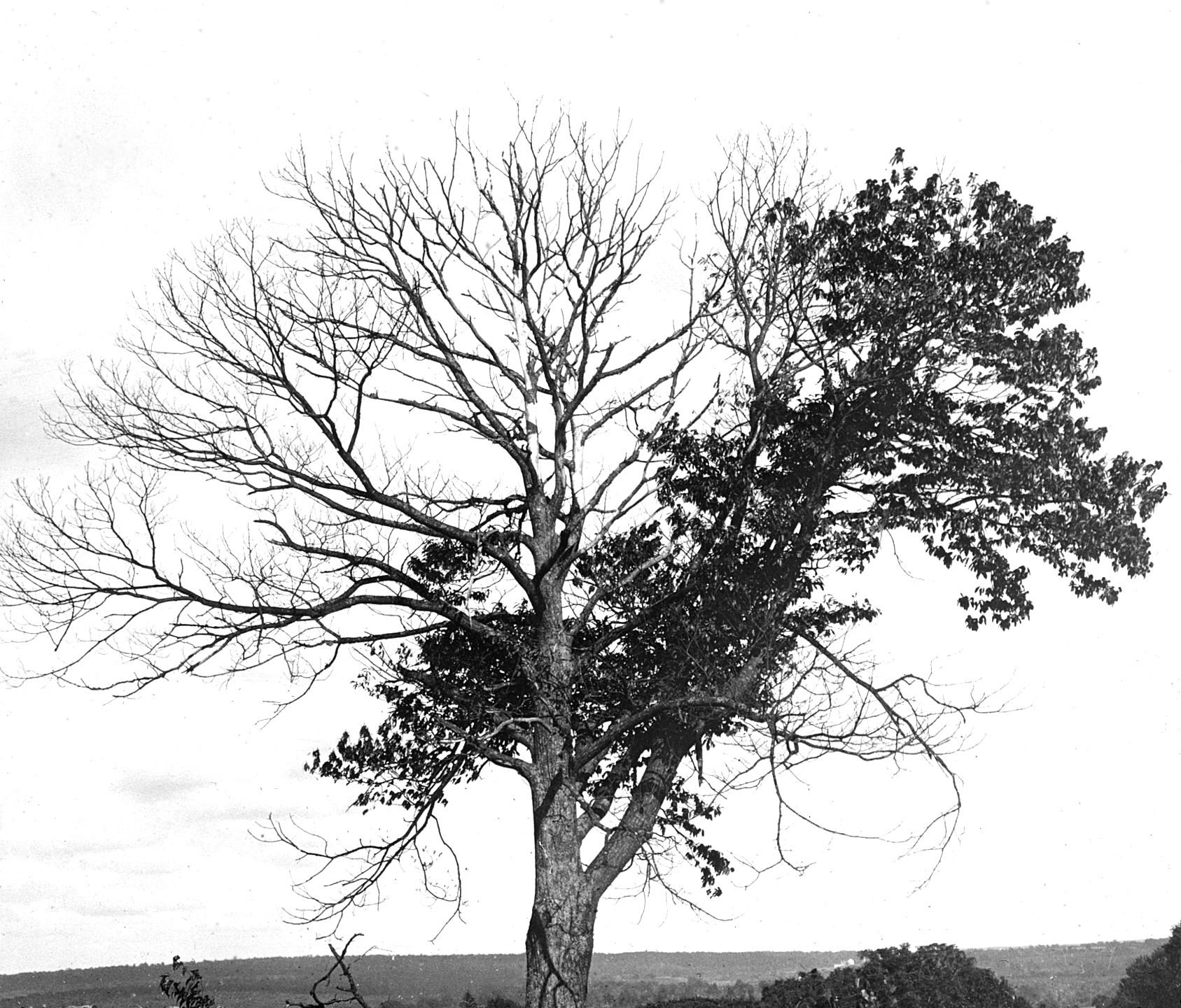 Black-and-white photograph of tree with leaves on only part of canopy