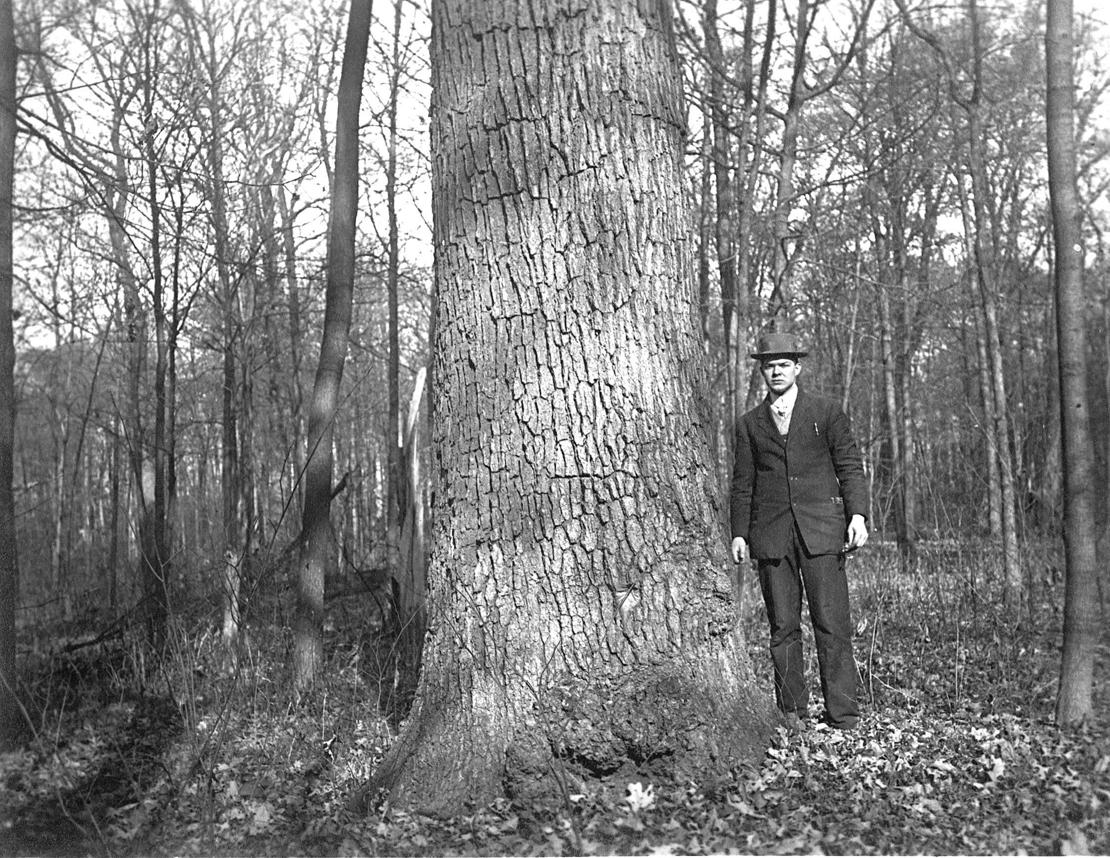 Black-and-white photograph of man standing beside large white oak trunk