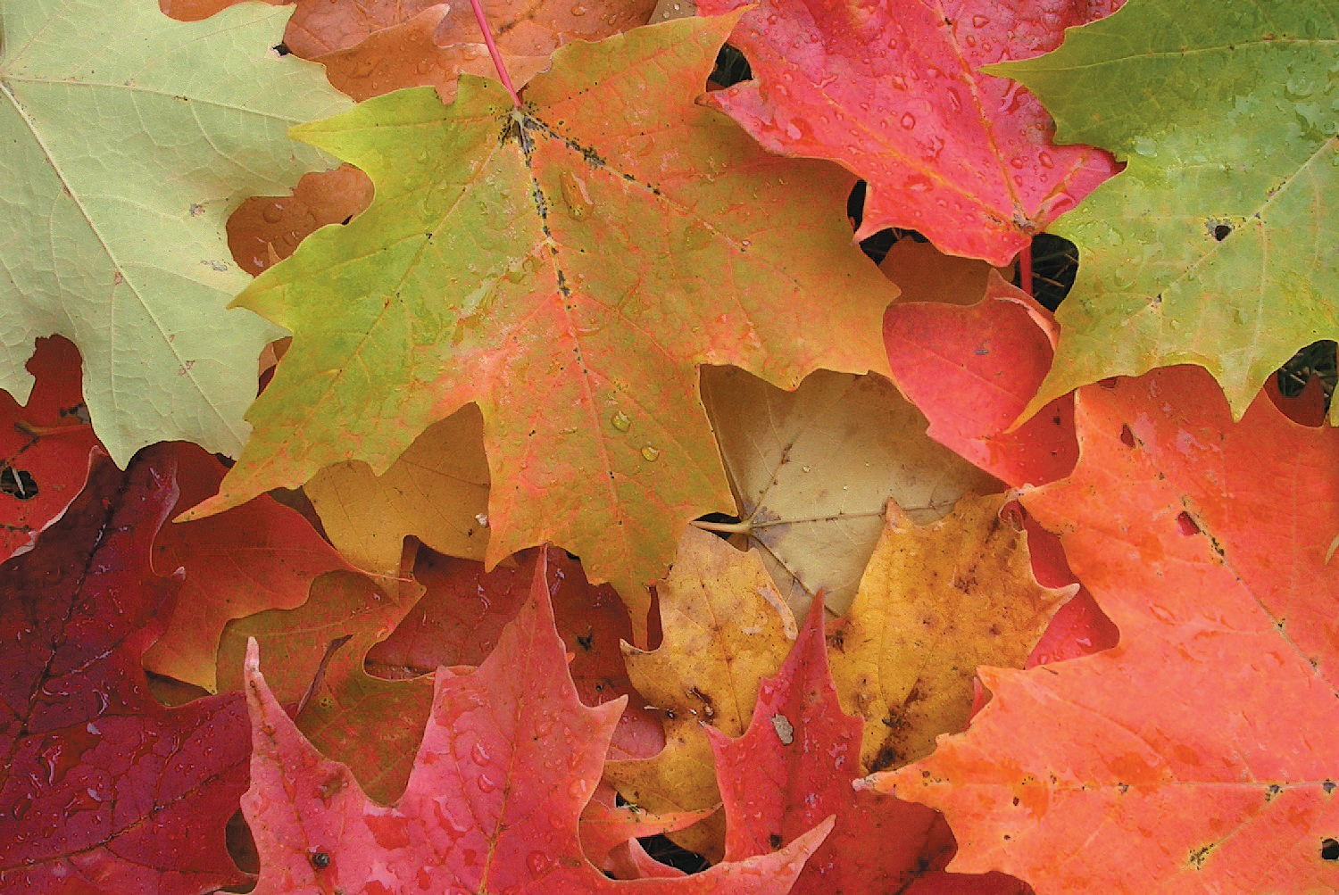 Sugar maple leaves