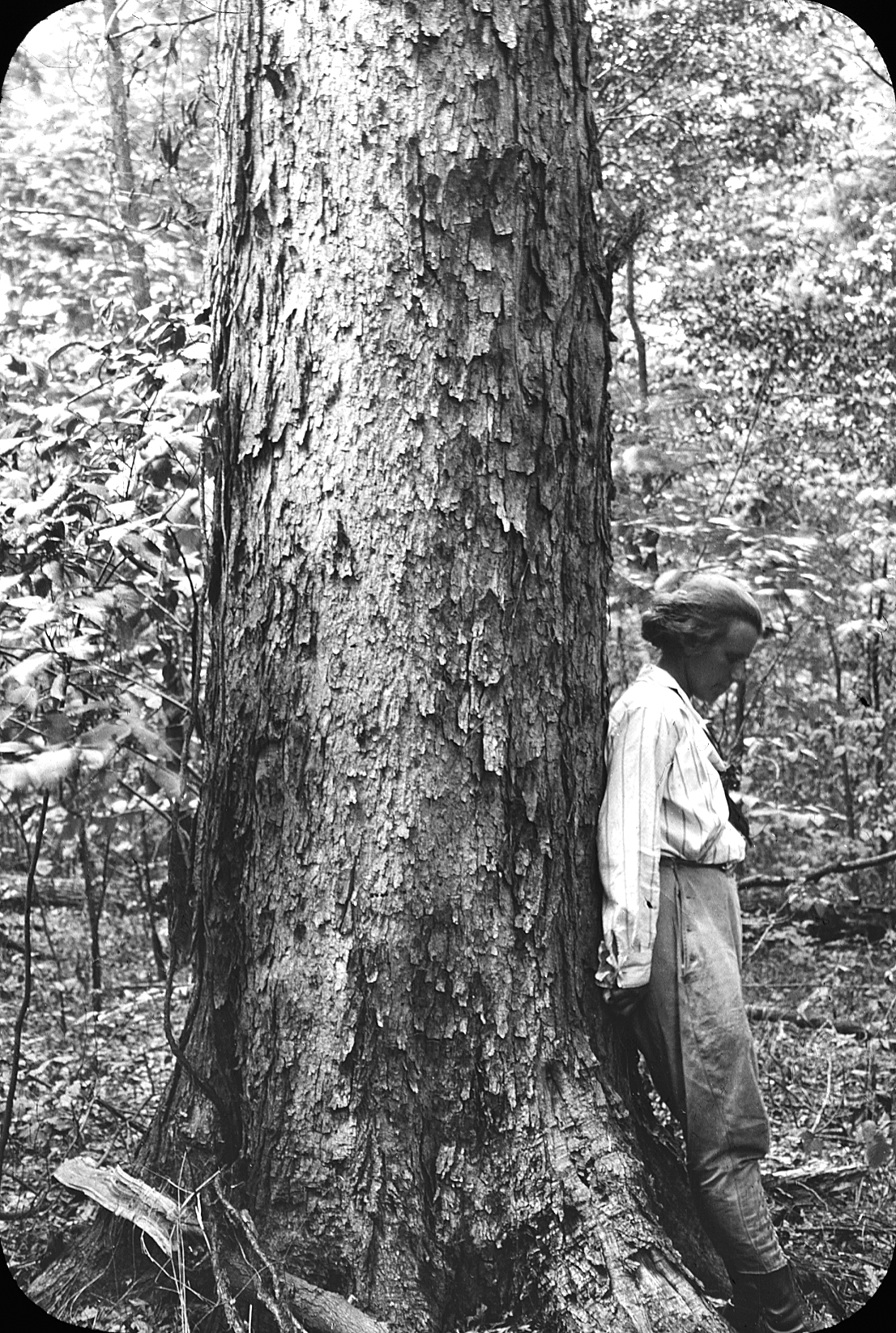 Blac-and-white photograph of woman stranding beside trunk of large sugar maple