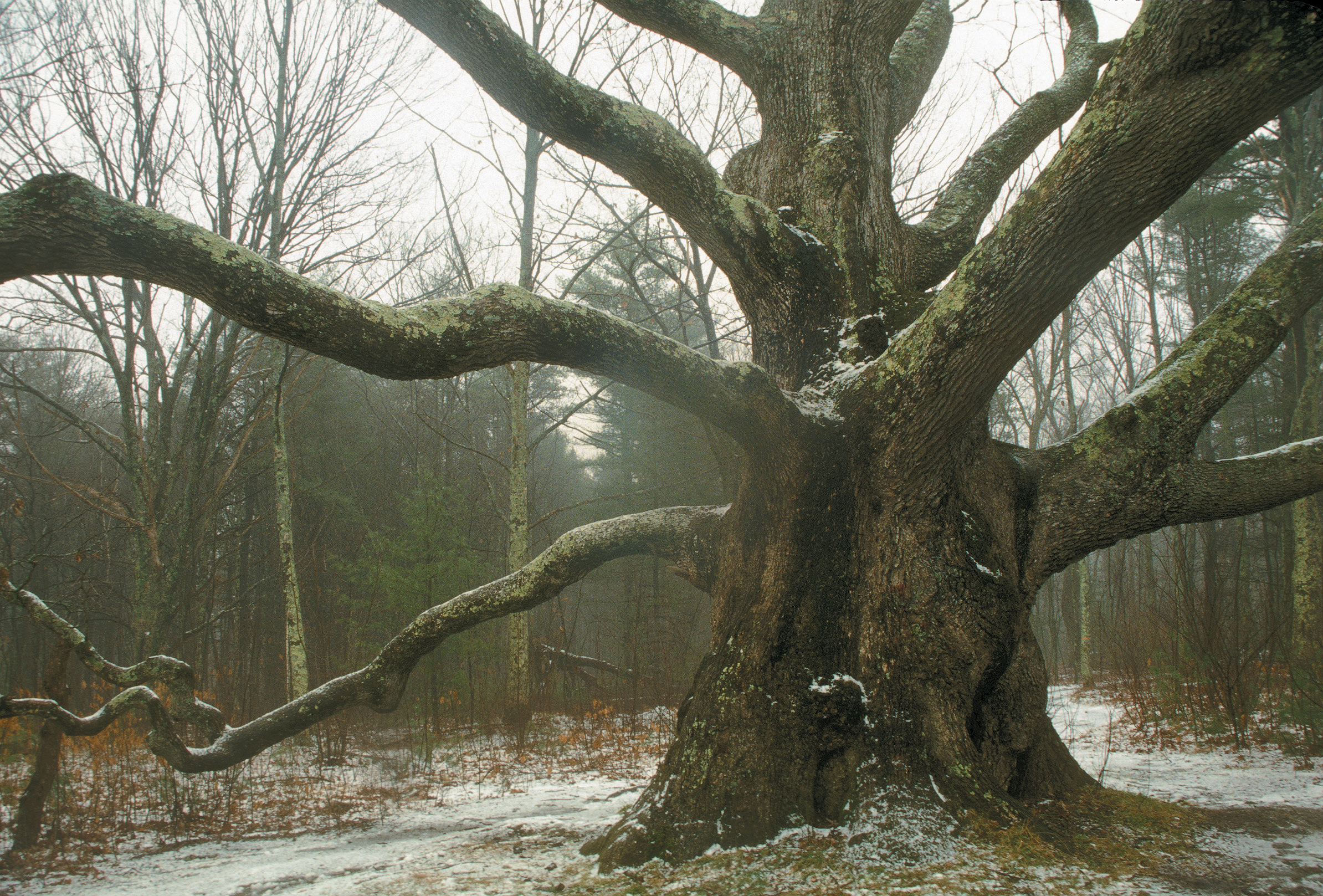 Color photograph of large white oak in winter