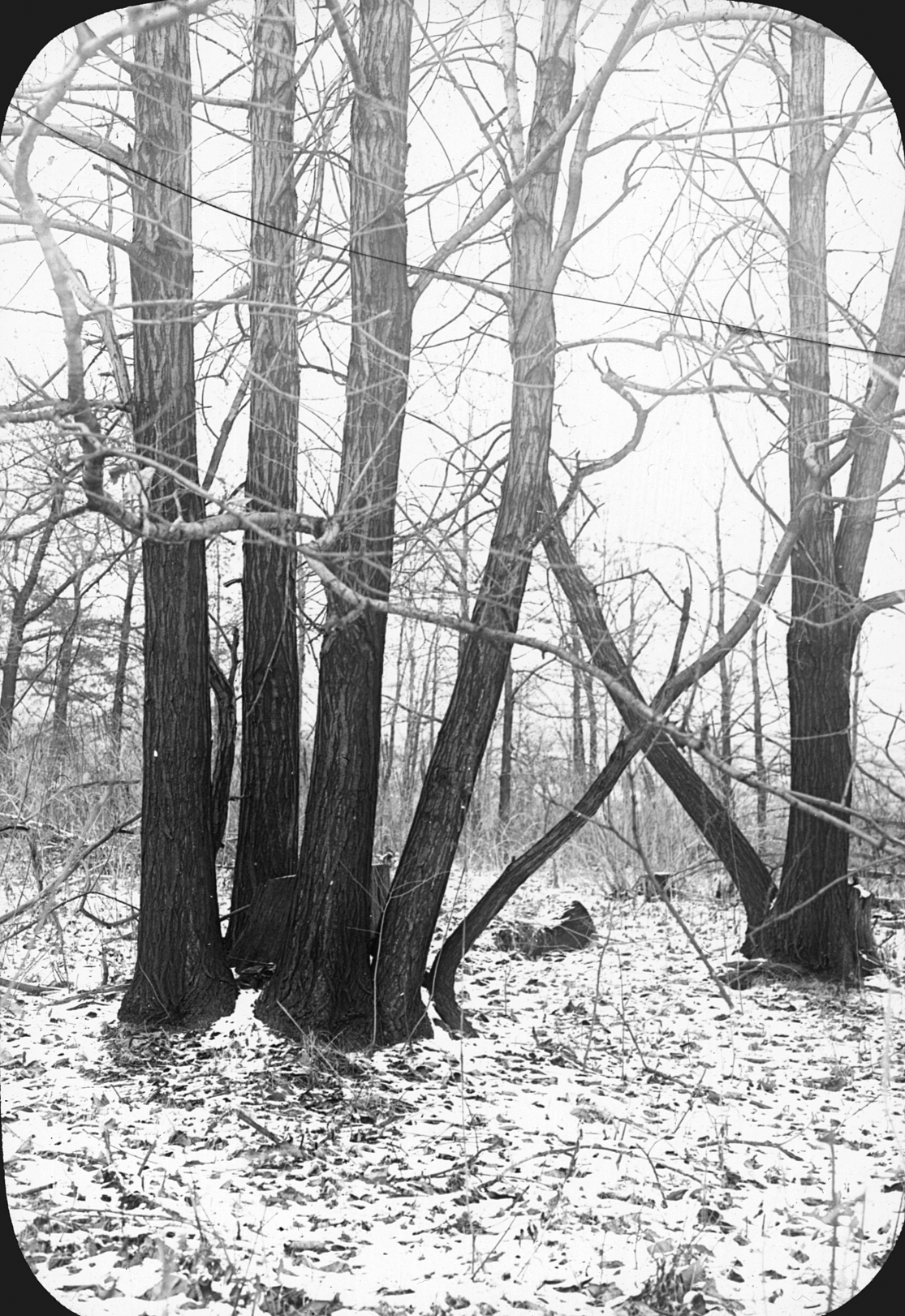 Black-and-white photograph of woodland showing multi-stemmed tree