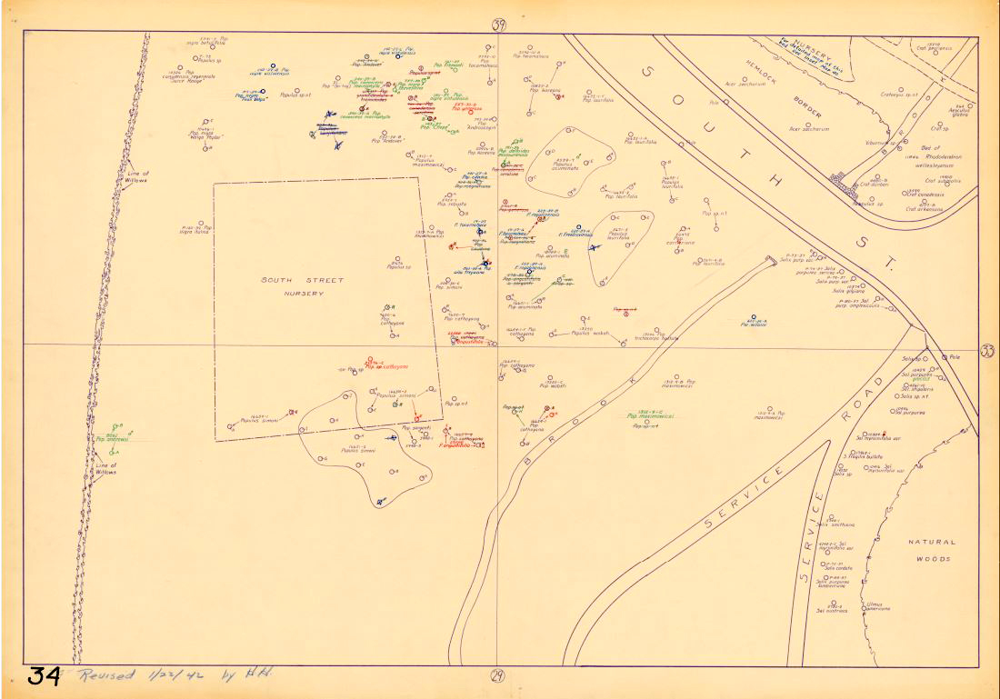 Planting and Fill Map, 1930’s (Archives of Arnold Arboretum)