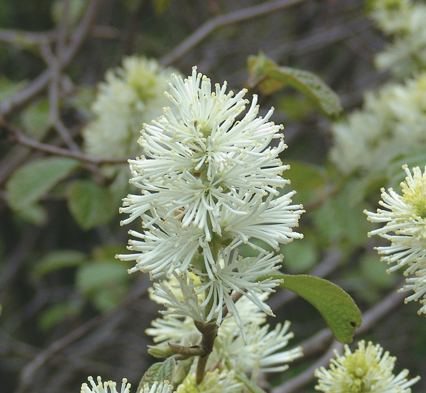 White flowers of fothergilla