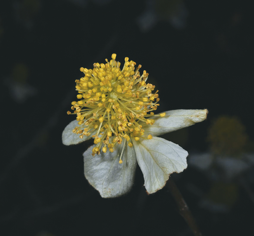 Flowers of parrotiopsis
