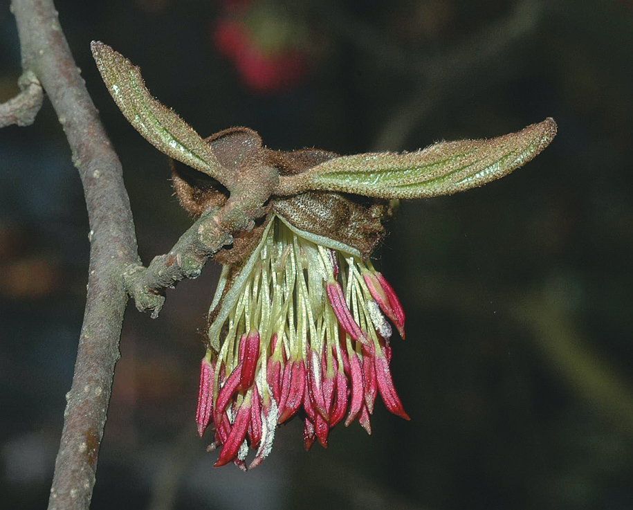 Flower of parrotia