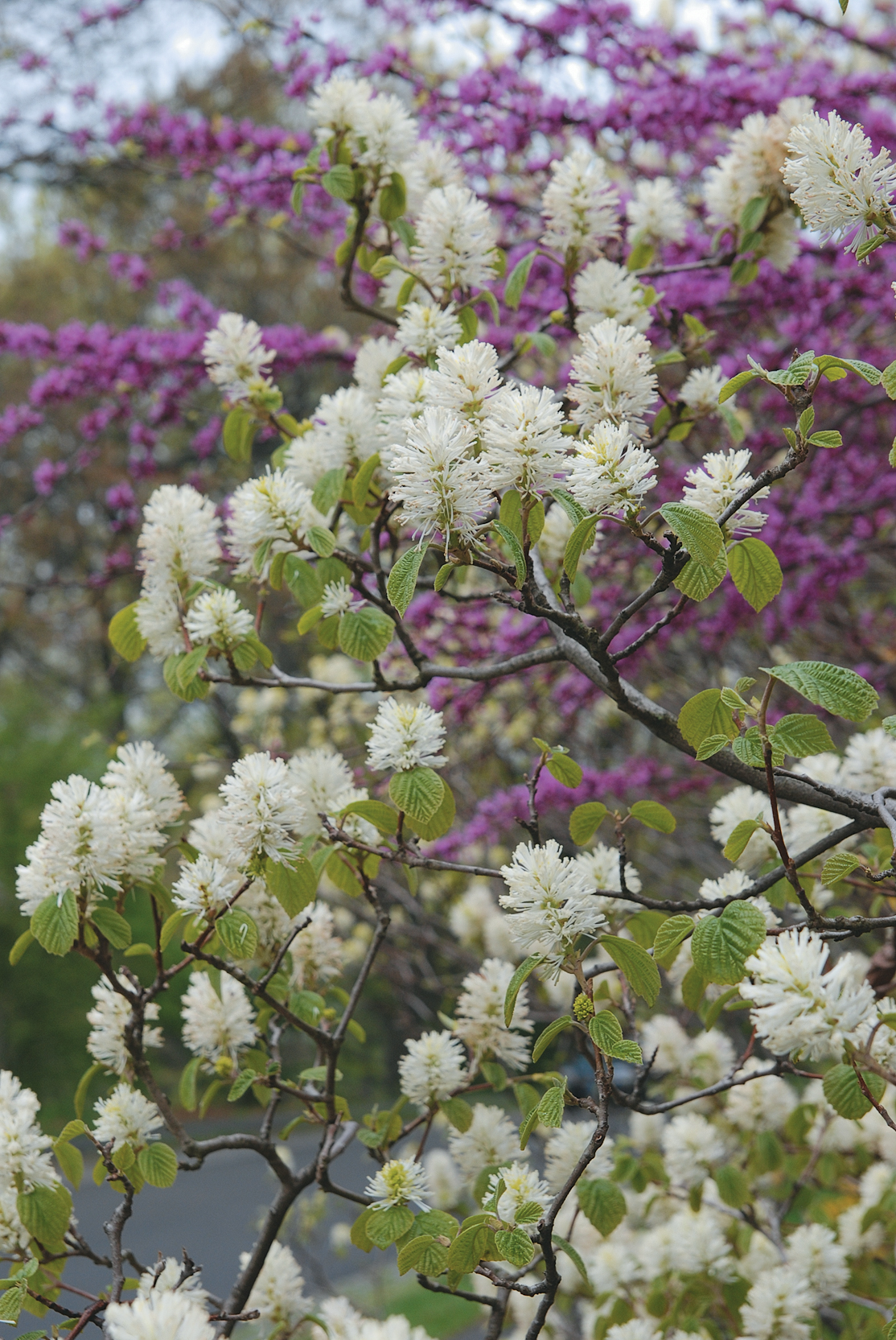 White flowers of fothergilla with red bud in background