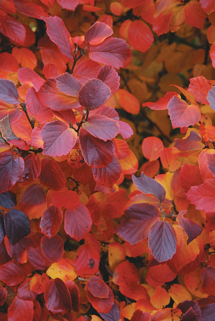 Striking red and purple fall color of Mt Airy