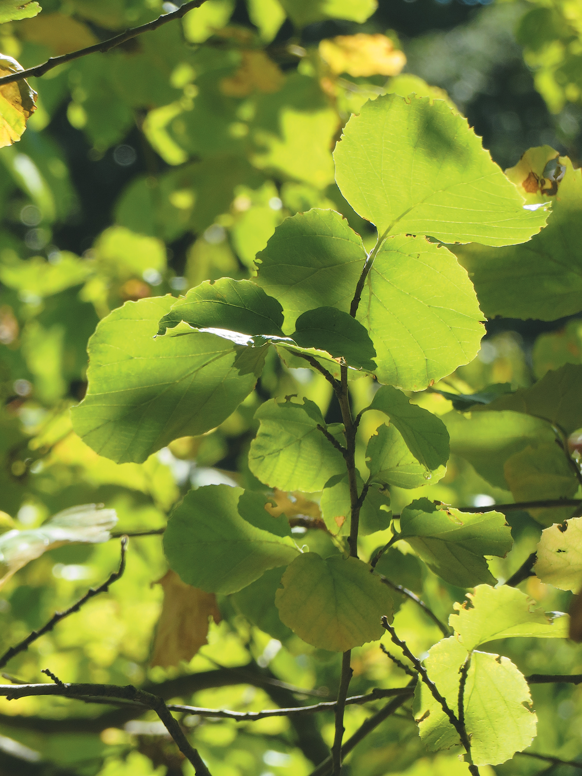 Green leaves of parrotiopsis