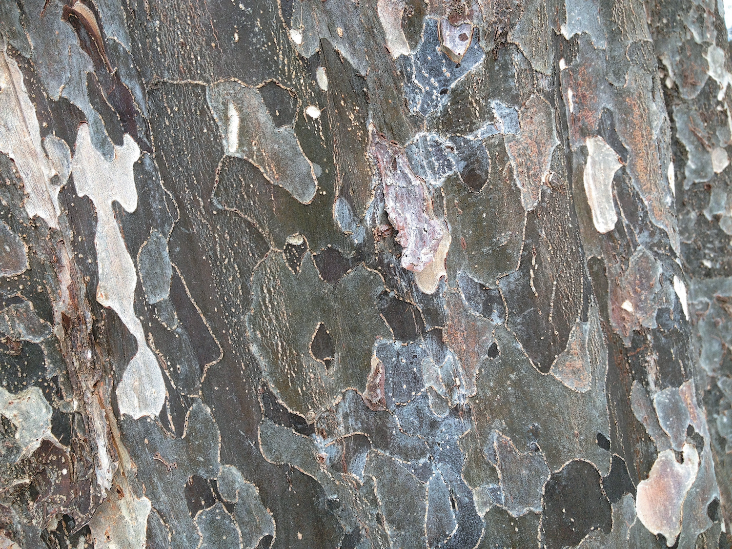 Patchy bark of parrotia