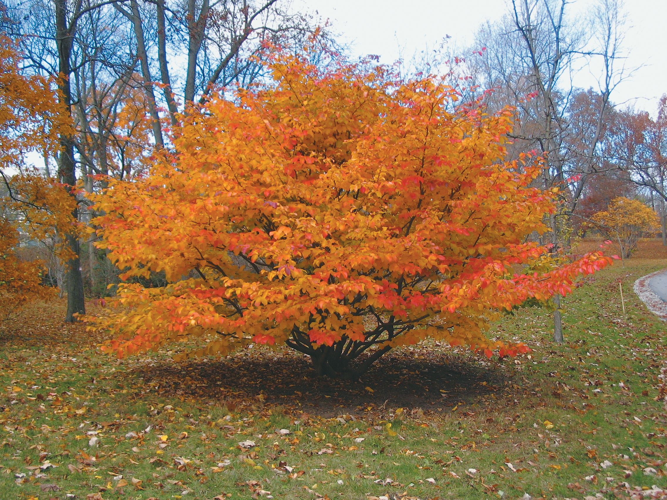 Orange fall color on parrotia