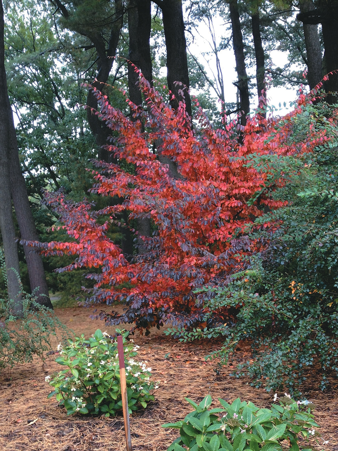 Vibrant red and purple fall color on parrotia