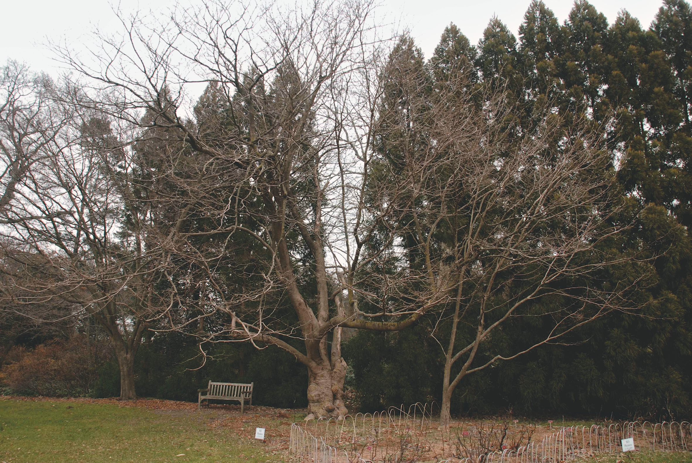 Large sinowilsoniana photographed in winter to show form