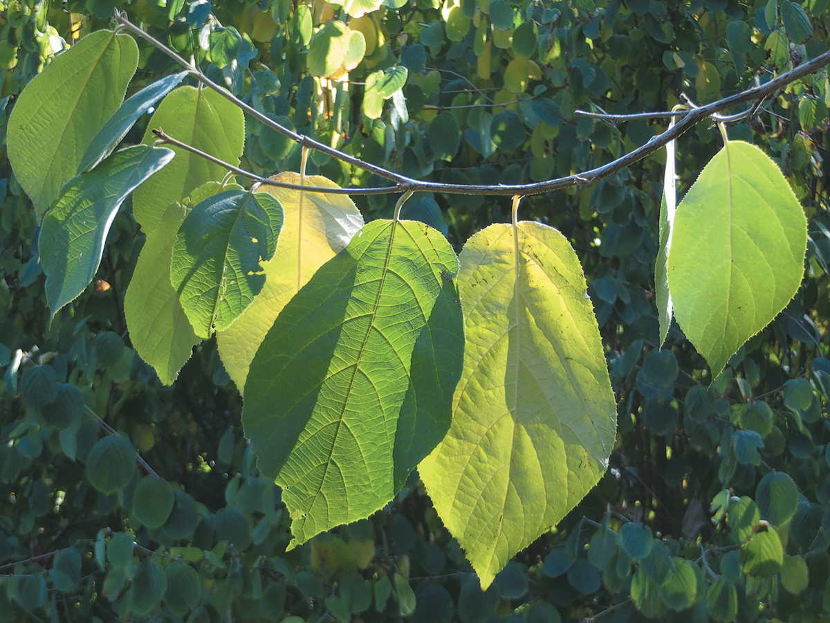Green leaves of sinowilsoniana