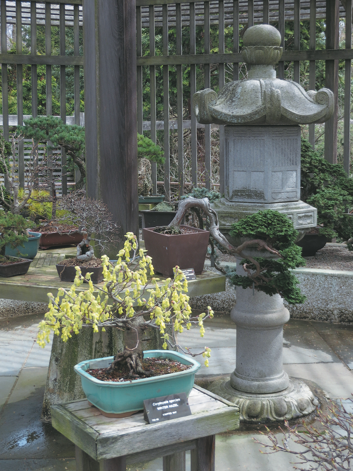 Yellow flowers on bonsai
