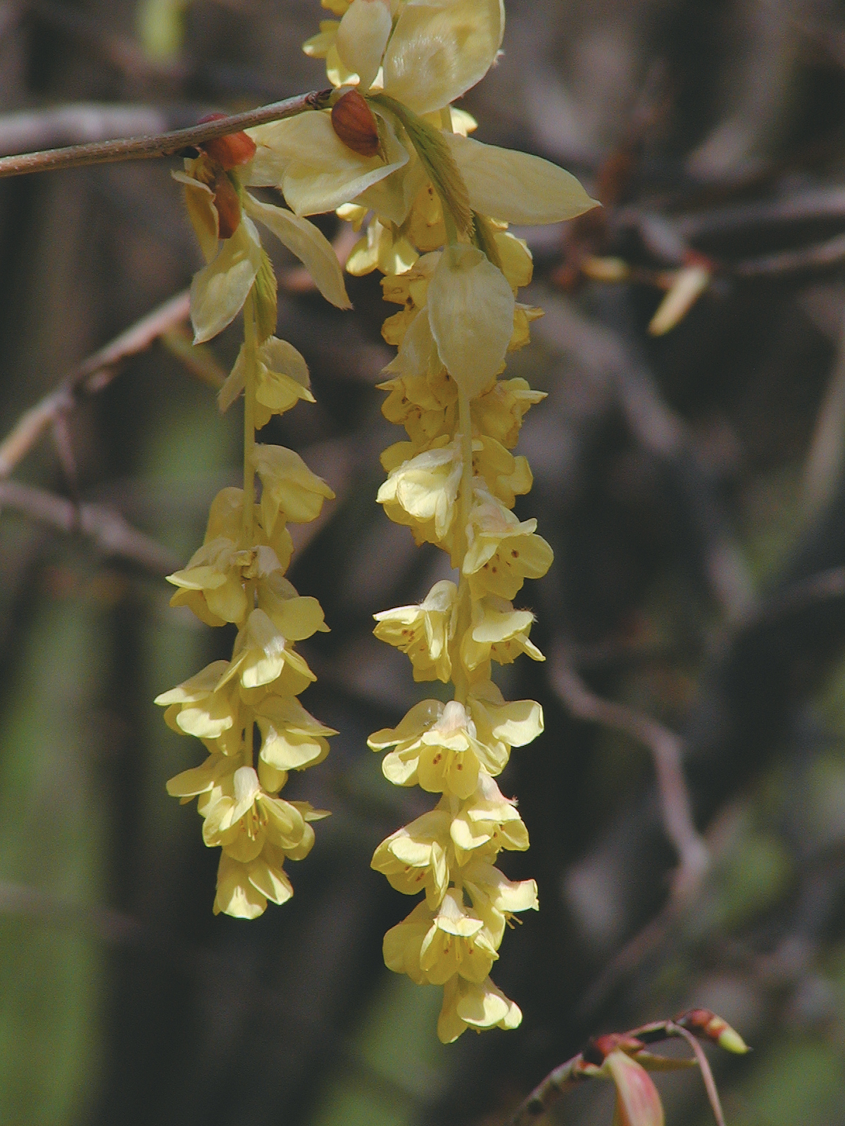 Close up of yellow flowers