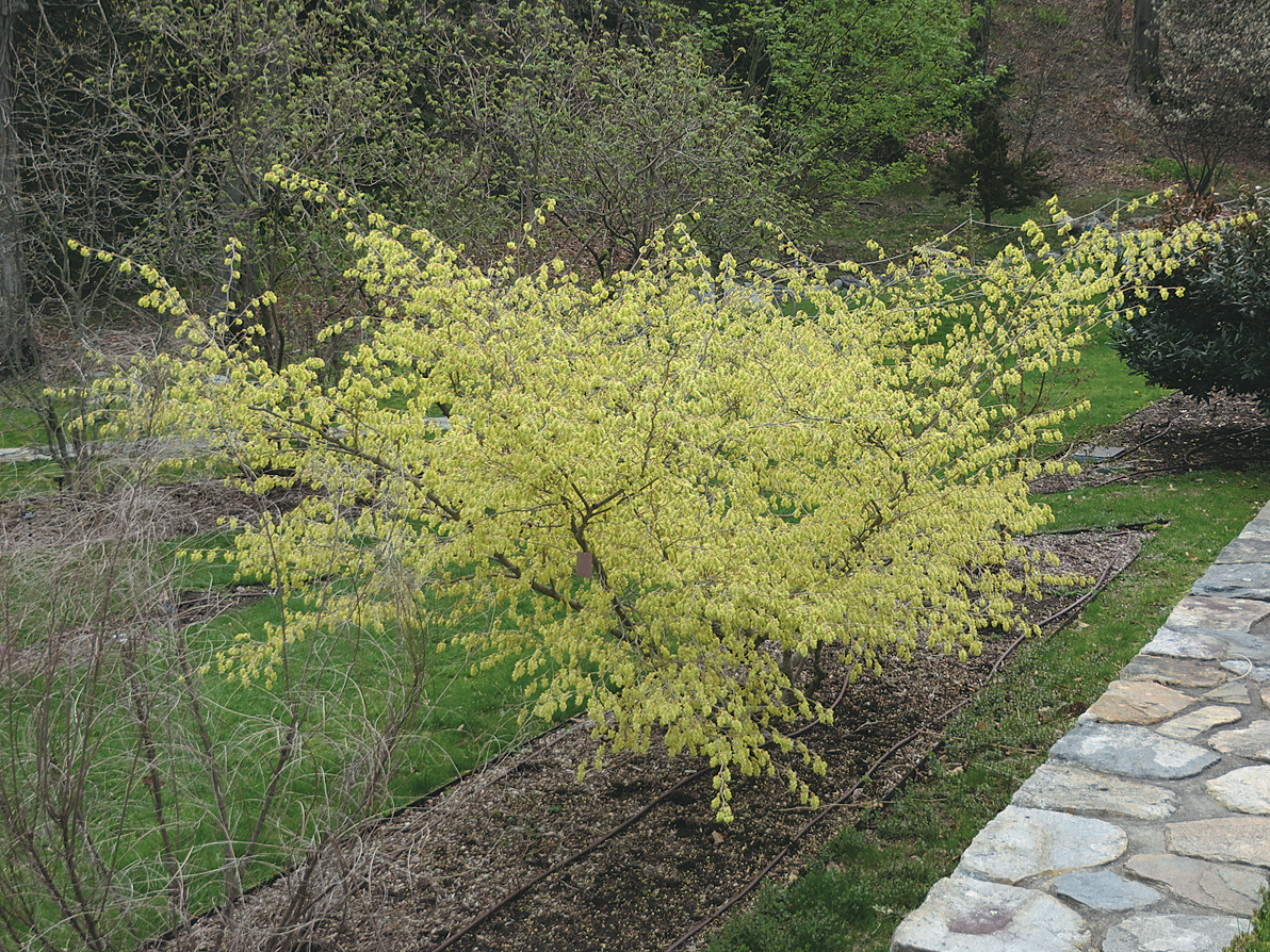 Yellow haze of flowers before leaves emerge