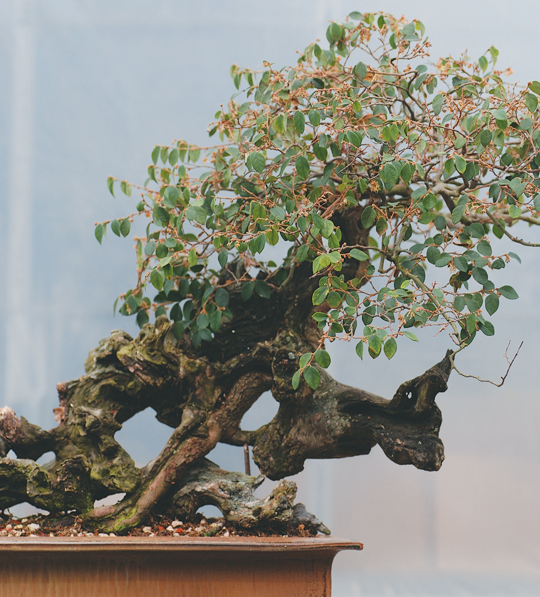 Photo of binsai with gnarled trunk