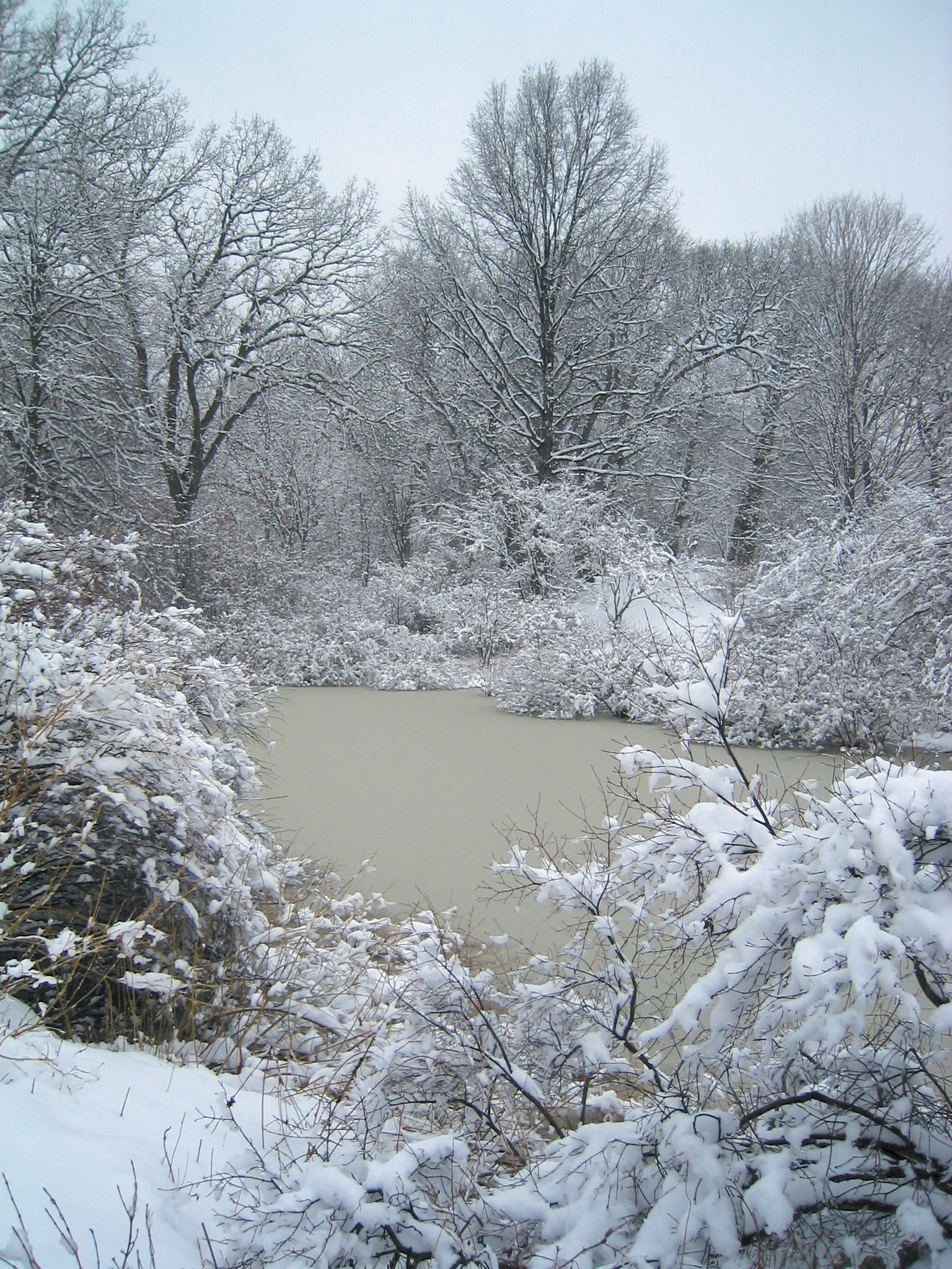 Snow covered trees around pond