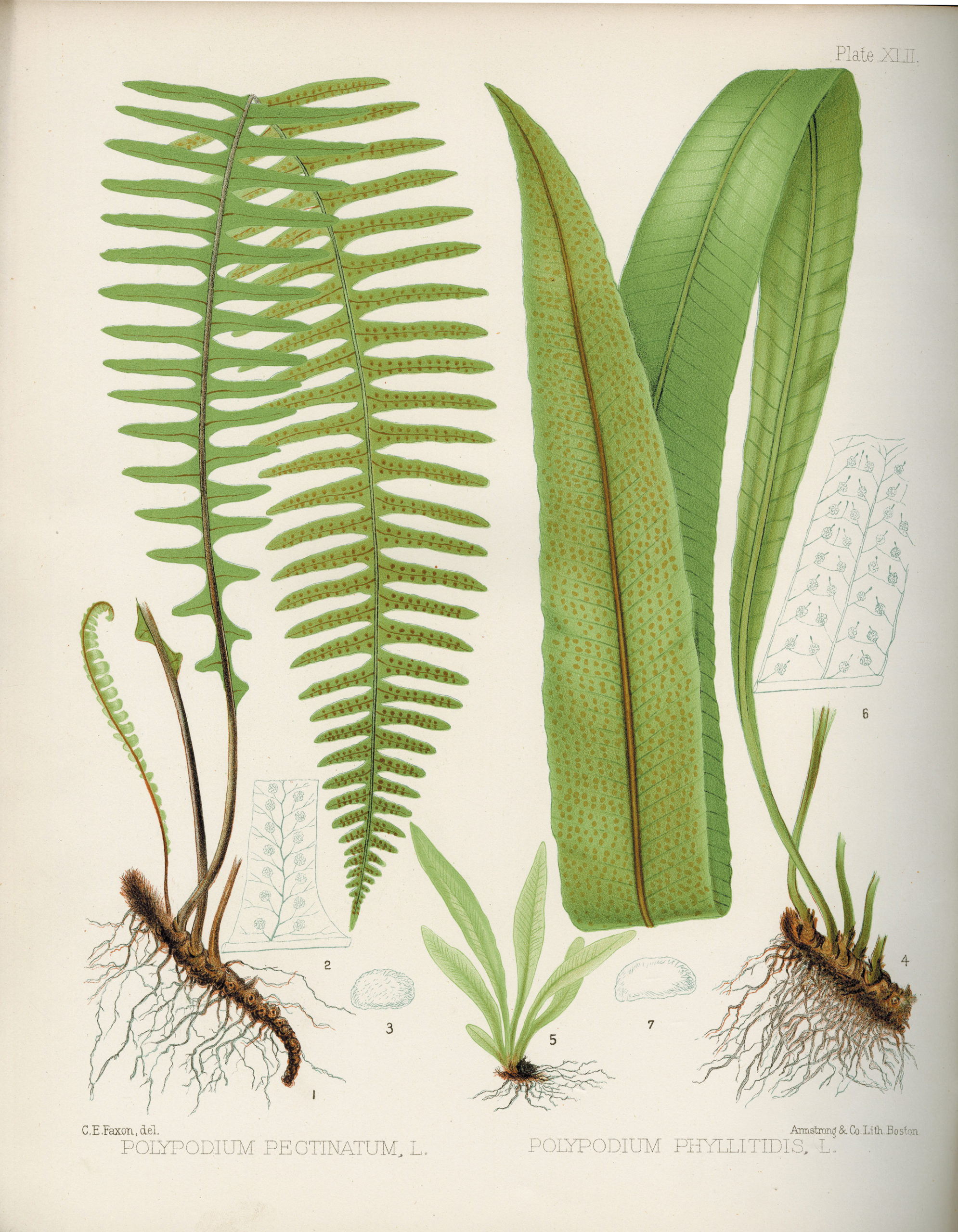 Colored illustration of two ferns