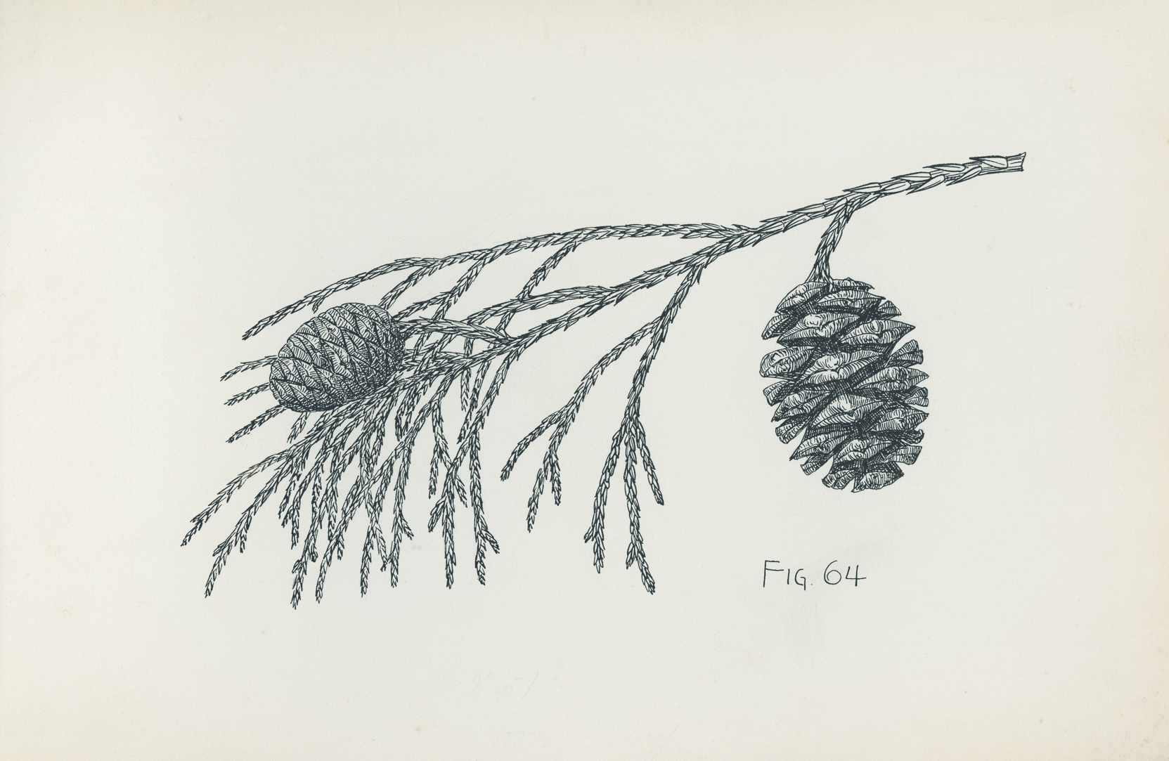 Line drawing of sequoia