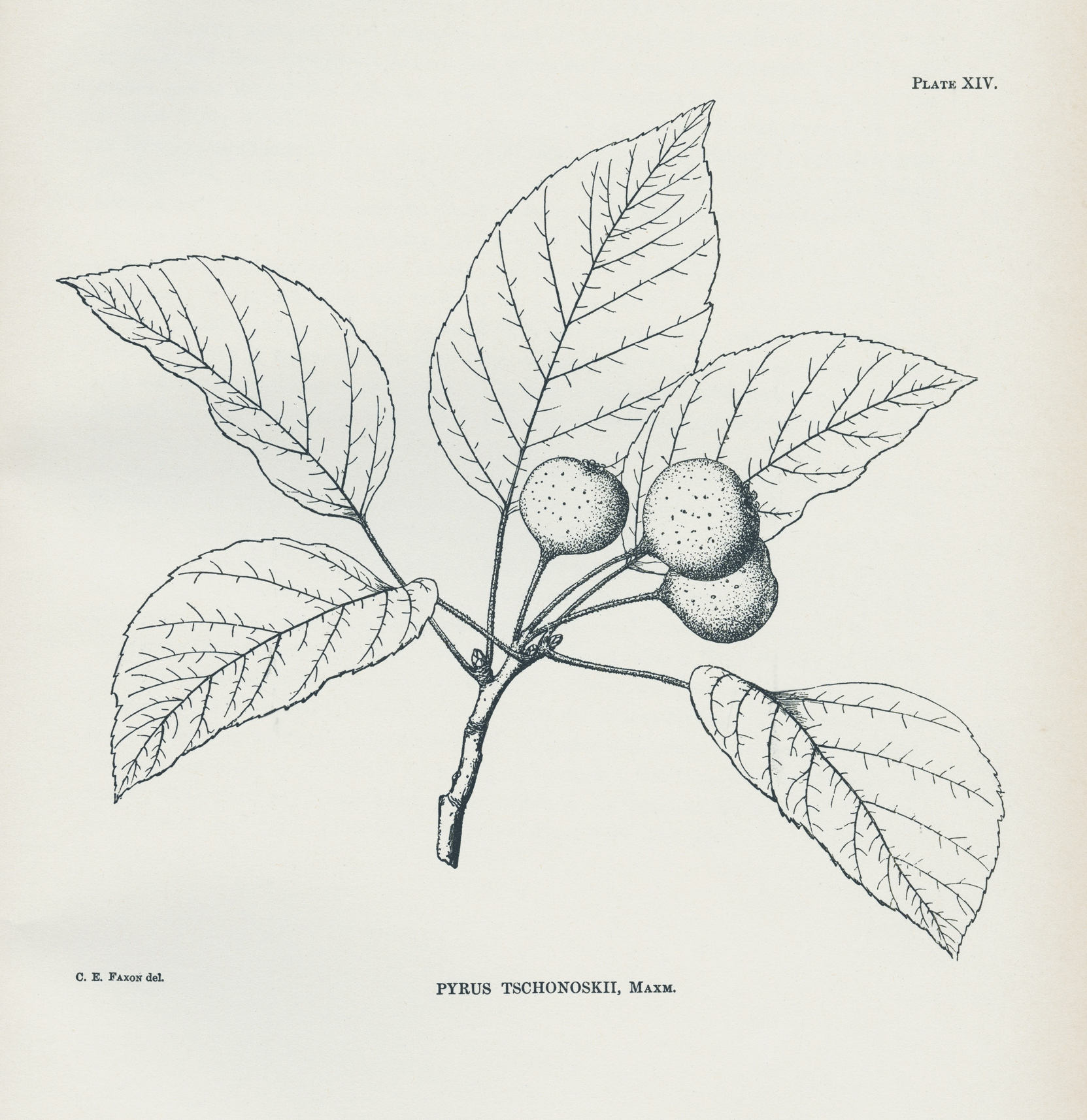Line drawing of crabapple